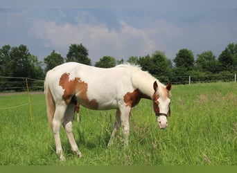 Paint-häst, Hingst, 1 år