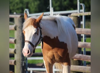 Paint-häst, Hingst, 1 år