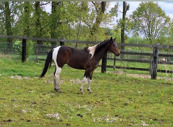 Paint-häst, Hingst, 2 år, 145 cm, Tobiano-skäck-alla-färger
