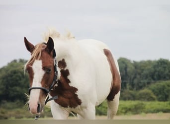 Paint-häst, Hingst, 2 år, 147 cm, Pinto