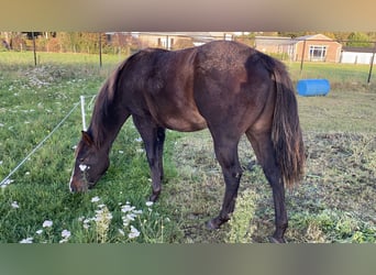 Paint-häst, Hingst, 2 år, 152 cm, Rökfärgad svart