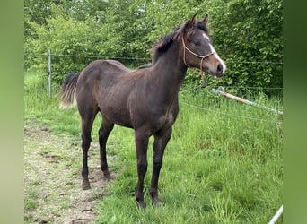 Paint-häst, Hingst, 2 år, 152 cm, Rökfärgad svart