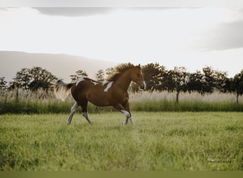 Paint-häst, Hingst, 2 år, 153 cm, Pinto