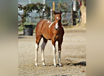 Paint-häst, Hingst, 2 år, 153 cm, Pinto