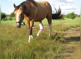 Paint-häst, Hingst, 2 år, 158 cm, Gulbrun