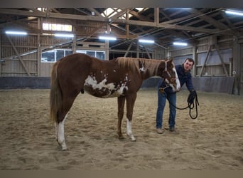 Paint-häst, Hingst, 2 år, 158 cm, Overo-skäck-alla-färger