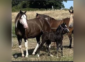 Paint-häst, Hingst, 2 år, 160 cm, Black