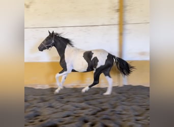 Paint-häst, Hingst, 2 år, 160 cm, Black