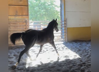 Paint-häst, Hingst, 2 år, 160 cm, Black