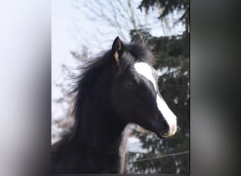 Paint-häst, Hingst, 2 år, 160 cm, Black