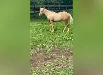 Paint-häst, Hingst, 2 år, Palomino