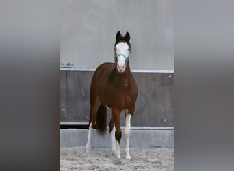 Paint-häst, Hingst, 3 år, 150 cm, Overo-skäck-alla-färger