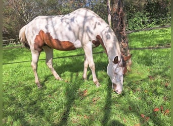 Paint-häst, Hingst, 3 år, 160 cm, Tovero-skäck-alla-färger