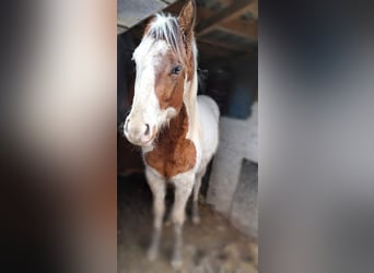 Paint-häst, Hingst, 3 år, 160 cm, Tovero-skäck-alla-färger