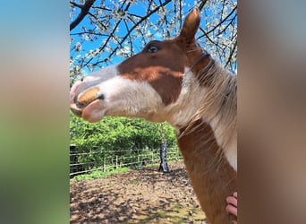 Paint-häst, Hingst, 3 år, 160 cm, Tovero-skäck-alla-färger