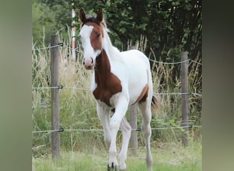 Paint Horse, Hengst, 3 Jahre, 160 cm, Tovero-alle-Farben