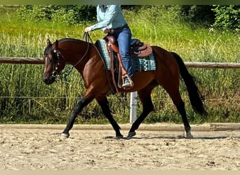 Paint Horse, Hengst, 5 Jahre, 152 cm, Brauner