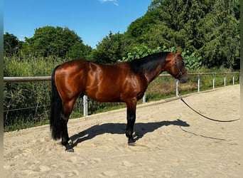 Paint-häst, Hingst, 5 år, 152 cm, Brun