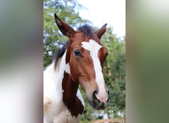 Paint-häst Blandning, Hingst, Föl (04/2024), 140 cm, Pinto