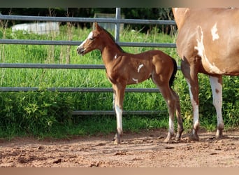 Paint-häst, Hingst, Föl (05/2024), 150 cm, Overo-skäck-alla-färger