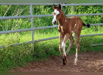 Paint-häst, Hingst, Föl (05/2024), 150 cm, Overo-skäck-alla-färger