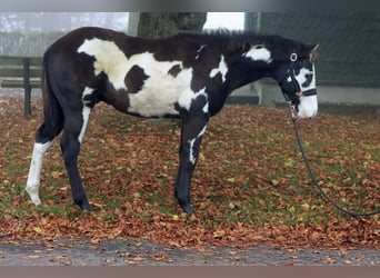 Paint-häst, Hingst, Föl (04/2024), 150 cm, Overo-skäck-alla-färger