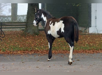 Paint-häst, Hingst, Föl (04/2024), 150 cm, Overo-skäck-alla-färger