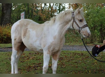 Paint-häst, Hingst, Föl (04/2023), 150 cm, Tobiano-skäck-alla-färger