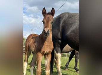 Paint-häst, Hingst, Föl (04/2024), 150 cm, Tobiano-skäck-alla-färger