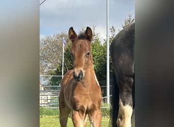 Paint-häst, Hingst, Föl (04/2024), 150 cm, Tobiano-skäck-alla-färger