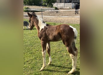 Paint-häst, Hingst, Föl (04/2024), 150 cm, Tobiano-skäck-alla-färger