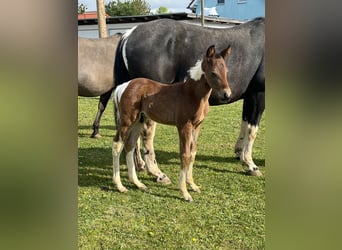 Paint-häst, Hingst, Föl (04/2024), 150 cm, Tobiano-skäck-alla-färger