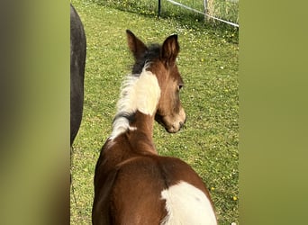 Paint-häst, Hingst, Föl (04/2024), 150 cm, Tobiano-skäck-alla-färger