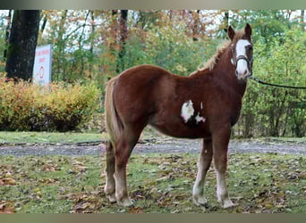 Paint-häst Blandning, Hingst, Föl (04/2023), 152 cm, Overo-skäck-alla-färger