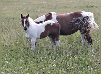 Paint-häst, Hingst, Föl (04/2024), 152 cm, Pinto