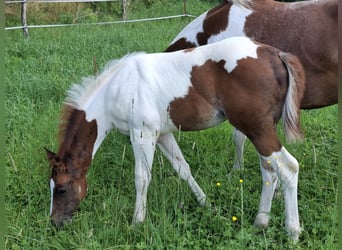 Paint-häst, Hingst, Föl (04/2024), 152 cm, Pinto