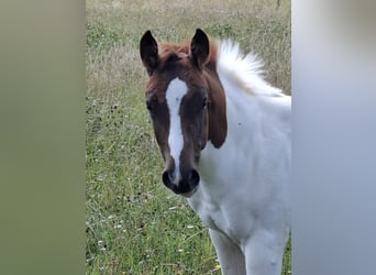 Paint-häst, Hingst, Föl (04/2024), 152 cm, Pinto