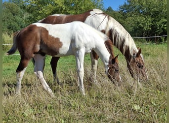 Paint-häst, Hingst, Föl (04/2024), 152 cm, Pinto