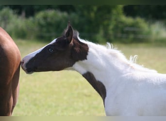 Paint-häst, Hingst, Föl (04/2024), 152 cm, Svart