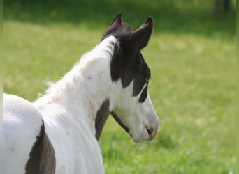 Paint-häst, Hingst, Föl (04/2024), 152 cm, Svart