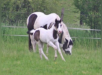 Paint-häst, Hingst, Föl (04/2024), 152 cm, Svart