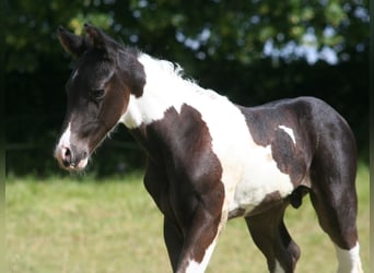 Paint-häst, Hingst, Föl (06/2024), 152 cm, Svart