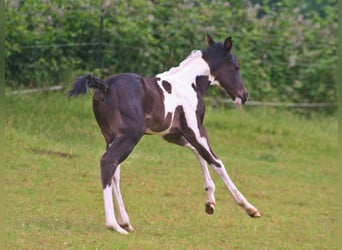 Paint-häst, Hingst, Föl (06/2024), 152 cm, Svart