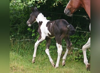 Paint-häst, Hingst, Föl (06/2024), 152 cm, Svart