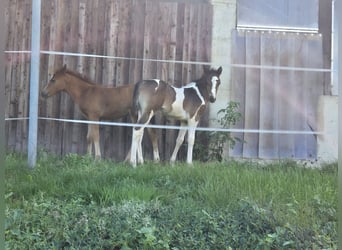 Paint-häst Blandning, Hingst, Föl (06/2024), 152 cm, Tobiano-skäck-alla-färger