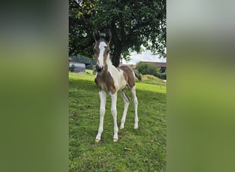 Paint-häst Blandning, Hingst, Föl (06/2024), 152 cm, Tobiano-skäck-alla-färger