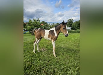 Paint-häst Blandning, Hingst, Föl (06/2024), 152 cm, Tobiano-skäck-alla-färger