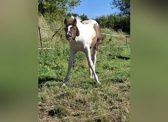 Paint-häst, Hingst, Föl (04/2024), 152 cm, Tobiano-skäck-alla-färger