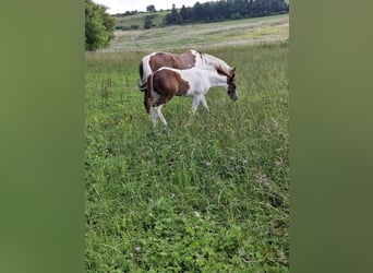 Paint-häst, Hingst, Föl (04/2024), 152 cm, Tobiano-skäck-alla-färger