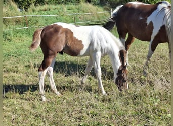 Paint-häst, Hingst, Föl (04/2024), 152 cm, Tobiano-skäck-alla-färger